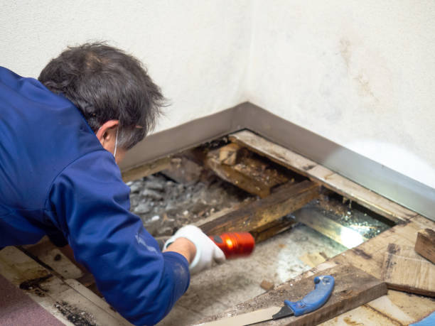 Best Attic Mold Removal  in Charleston, MO