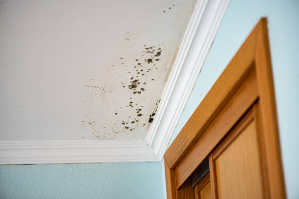 Office Mold Removal Services in Charleston, MO
