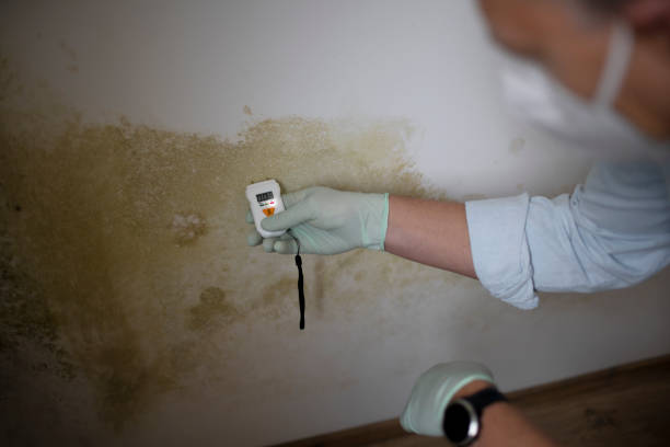 Best Mold Removal Company Near Me  in Charleston, MO