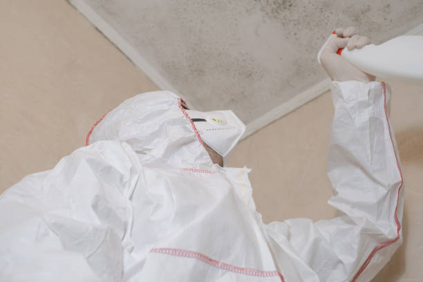 Best Local Mold Removal Service  in Charleston, MO