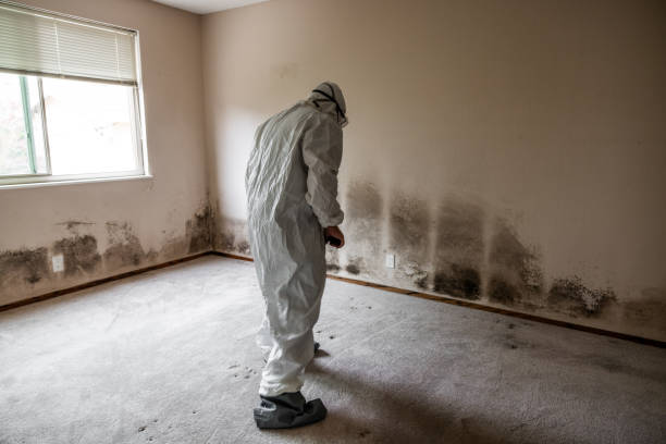 Professional Mold Removal in Charleston, MO